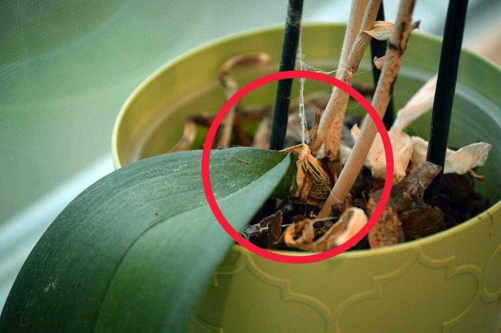 Orchid crown circled in red