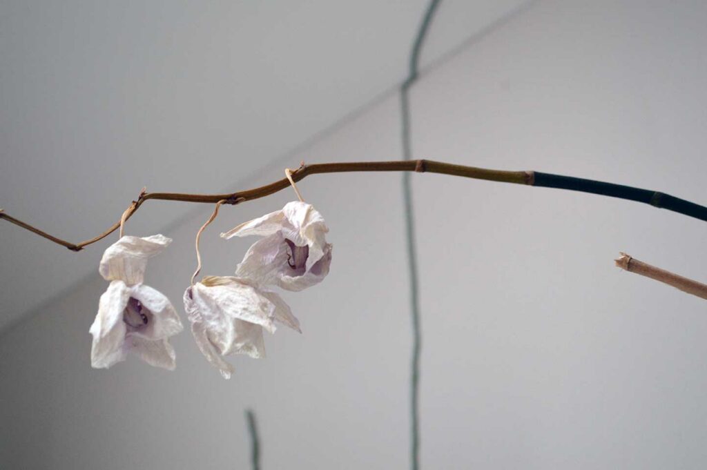 Brown, brittle orchid stem with dead flowers on it.