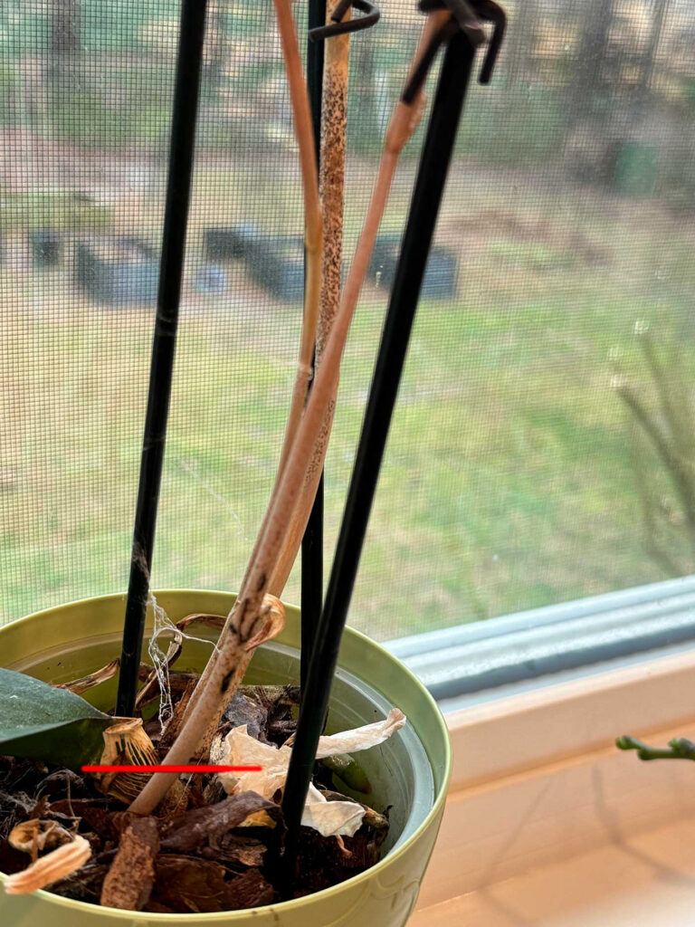 Dried orchid stems. Cut at the red line.