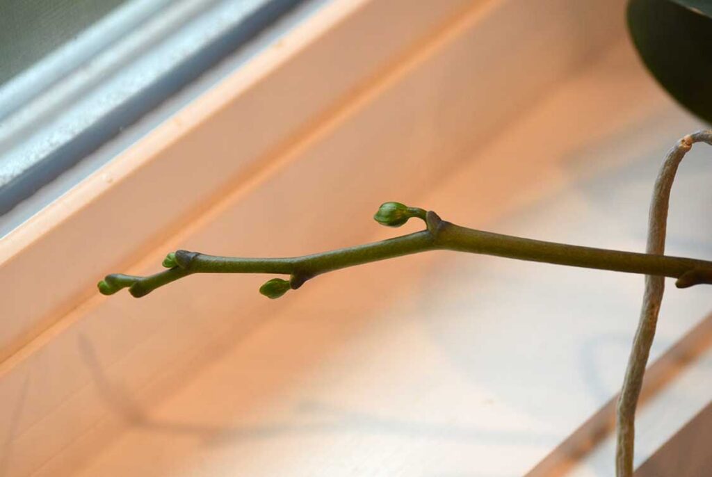 Orchid buds forming in an east facing window in February