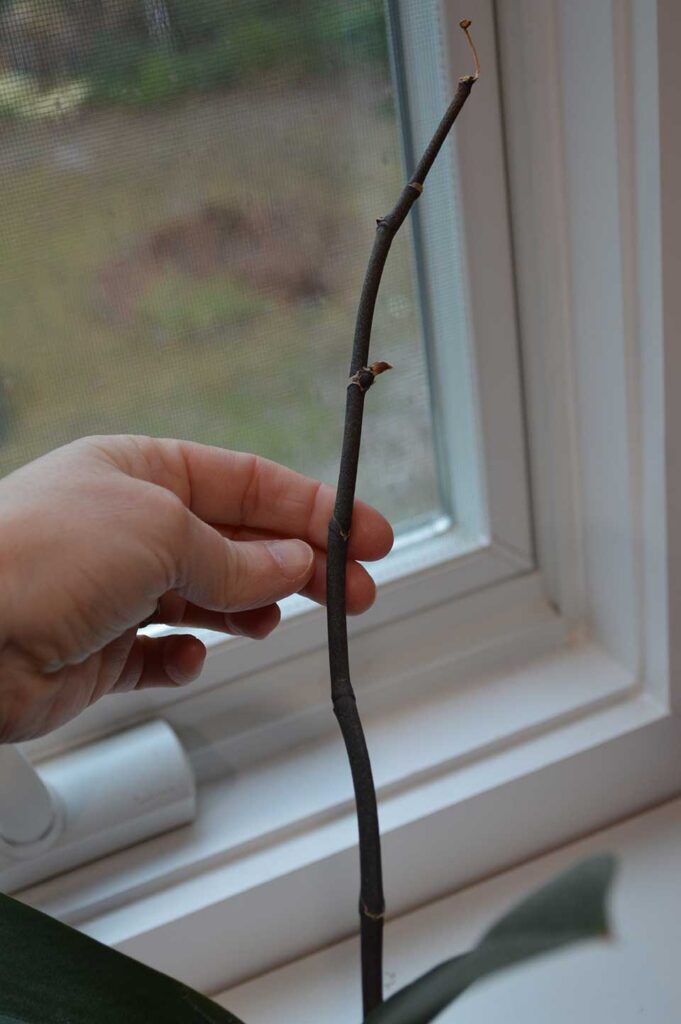 Dark green stem that might still produce new buds. Don't cut this one off.