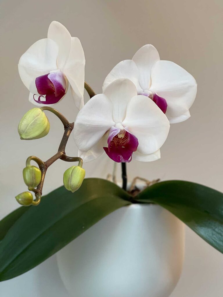White moth orchid blooming in a wall hanger in my living room